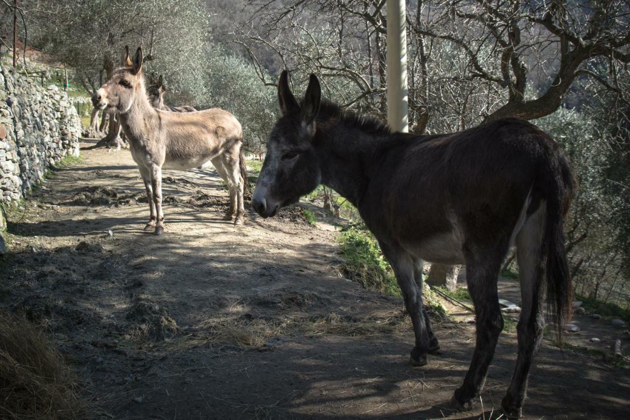 Agriturismo A Ca Vegia Calice Ligure Eksteriør bilde